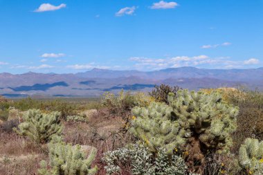 Scottsdale Arizona 'da Sarı Çöl Çiçekleri