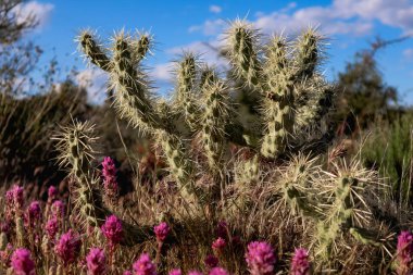 Cholla Kaktüsüyle açan Mor Çöl Çiçekleri
