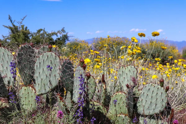 Cactus Pera Espinosa Desierto Scottsdale Arizona — Foto de Stock