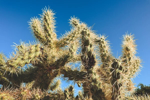 Cactus Cholla Scottsdale Arizona — Foto de Stock