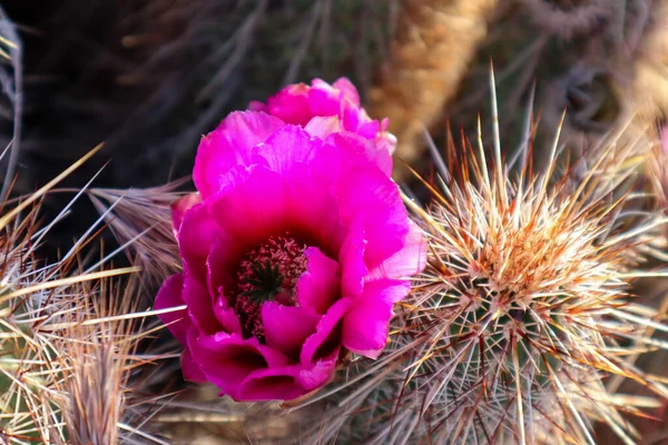 Lila Blommande Cholla Kaktus Blomma — Stockfoto