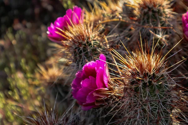 Lila Blommande Arizona Kaktus Blomma — Stockfoto