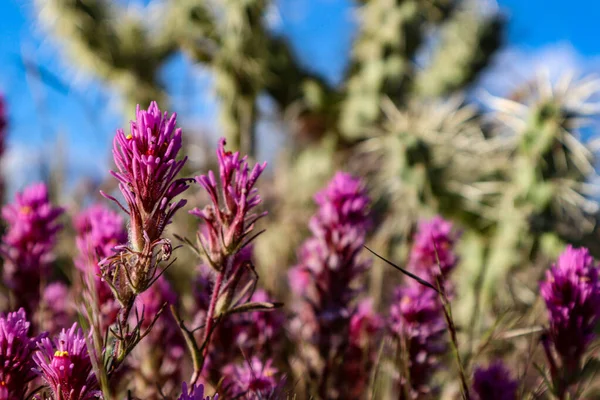 Purple Desert Flowers Blooming in Scottsdale