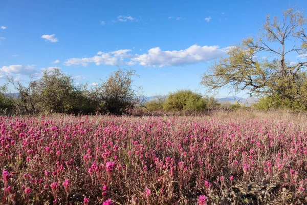 Purple Desert Flowers in Scottsdale Arizona
