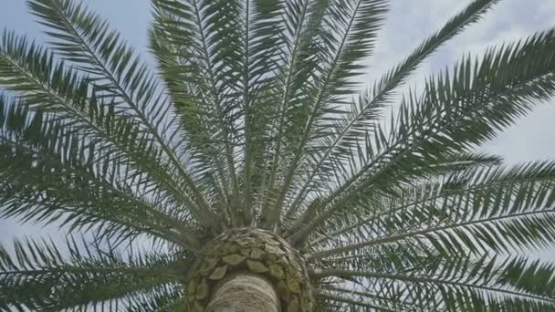 Medium Wide Low Angle Handheld Shot Trunk Palm Tree Sunny Stock