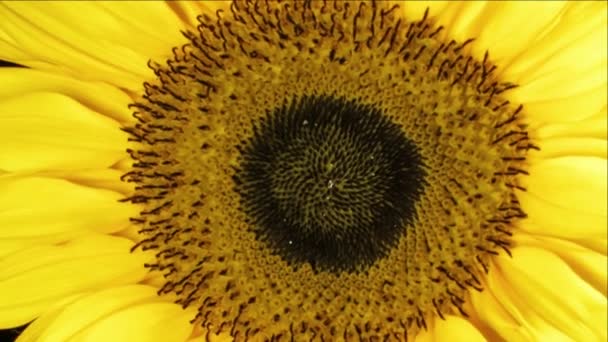 Sonnenblumen Im Zeitraffer Youtube Sonnenblumen Im Zeitraffer Youtube