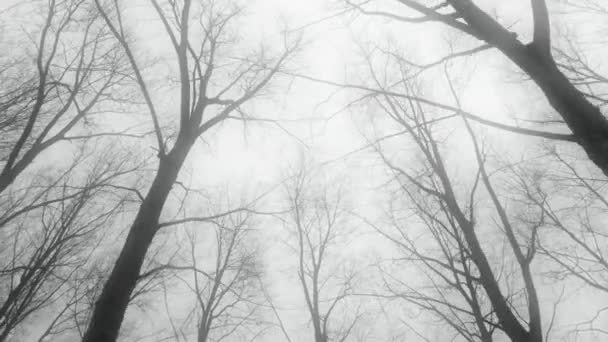Medium Wide Low Angle Tracking Shot Shot Moving Barren Trees