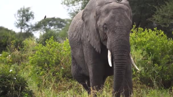 Elephant in Green Landscape of African Savanna. Animal in Natural Habitat