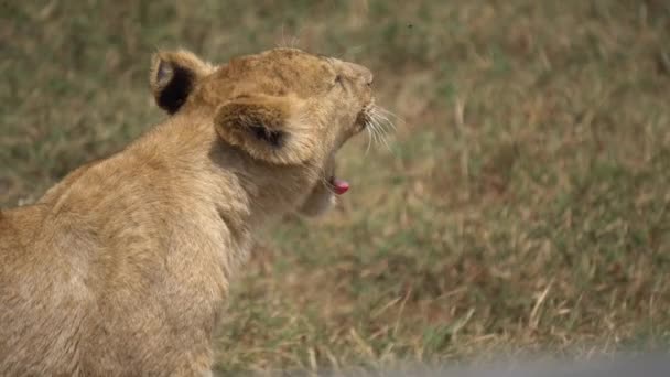 Young African Lion aka Cub Yawning Close Up. Animal in Natural Habitat — Stockvideo