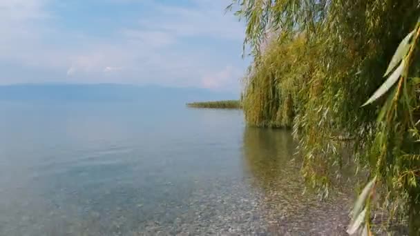 Gråtande pilträd vid kusten, dra tillbaka antennen. Ohrid, norra Makedonien — Stockvideo