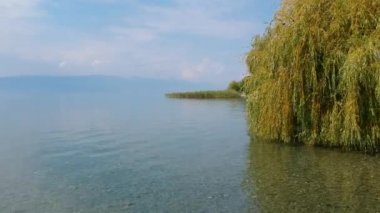 Kuzey Makedonya 'daki Ohri Gölü kıyısında Ağlayan Söğüt Ağaçlarının Hava Görüntüsü