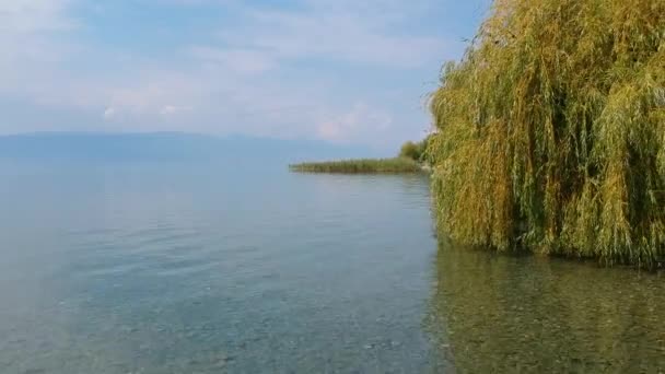 Вид с воздуха на плачущие ивы на побережье Охридского озера, Северная Македония — стоковое видео