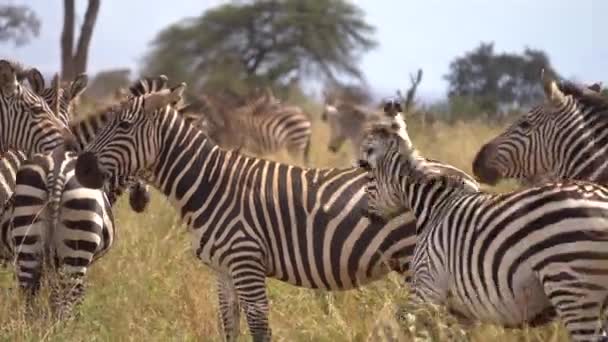 Közelkép a Zebra Csordáról az afrikai Savannah mezején. Egzotikus állatok Safari — Stock videók