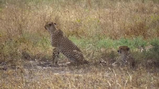 African Cheetah aka Gepard Couple Resting in Shade of Tree in Tanzania — Stock Video