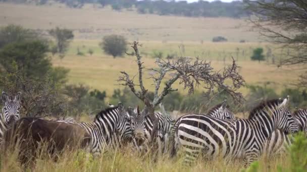 Zebra csorda és a Wildebeest antilop együtt Meadow of African Savanna — Stock videók