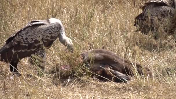 Mouvement lent de la culture africaine mangeant de la viande provenant d'animaux pourris dans la savane — Video