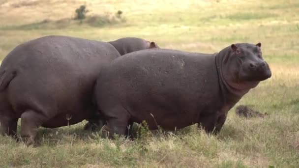 Roliga flodhäst par skrubba på varandra i Meadow of African Savannah — Stockvideo