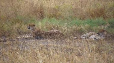 Afrika Savanası, Tanzanya 'da Çita, nam-ı diğer Gepard Çifti Çimlerde Yatıyor