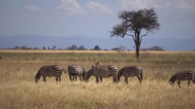 Afrika Ovası 'nda Zebra Sürüsü Yeme Çimeni Doğal Yaşam Alanında Hayvanlar