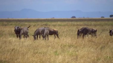 Uyum içinde yaşayan Hayvanlar, Zebra ve Wildebeeste Sürüsü Çayırda Birlikte Besleniyor