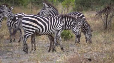 Plains Zebra Sürüsü Kapanış. Hayvan Yiyen Çimen, Afrika Savanasında Safari