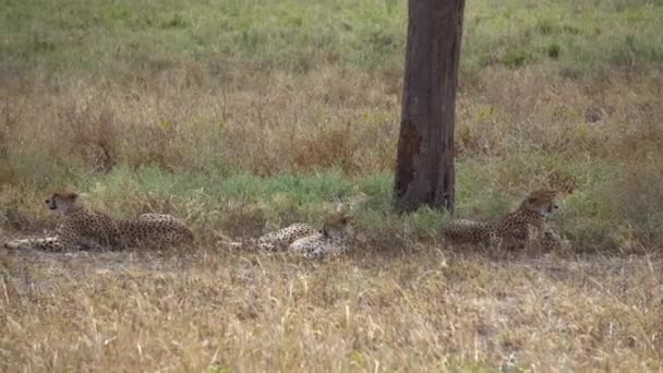 Cheetah ook bekend onder de naam Gepard Group Resting in Shade of Tree in African Savannah, Tanzania — Stockvideo