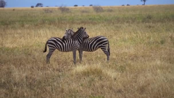 Zebra coppia coccolarsi a vicenda con la testa. Animali selvatici in amore e armonia — Video Stock