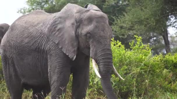 Slon jí trávu zblízka. Chráněné zvíře v zeleném prostředí Afriky — Stock video