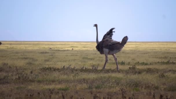 Strauß auf der Savannenwiese, Zeitlupe. Flugloser Vogelspaziergang in der Natur — Stockvideo