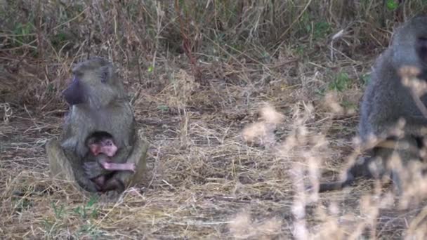 Baboon Monkey Female Holding a Baby. Animal Family in African Savannah — Stock Video