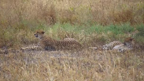 Cheetah aka Gepard par som ligger på gräs i afrikanska Savanna, Tanzania — Stockvideo