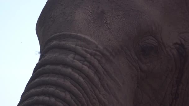 Слони закривають очі і закривають голову. Захищені тварини в природному середовищі — стокове відео