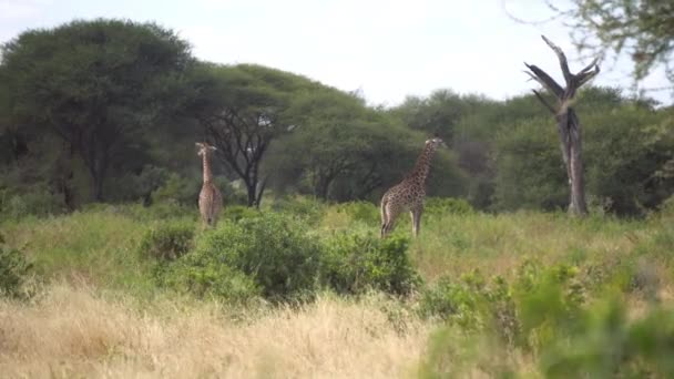 Casal Girafa em Greenery of African Savannah, Animais em Preservação Natural — Vídeo de Stock