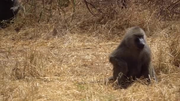 Vuxen Babian Monkey Sitter på marken i naturliga livsmiljöer, afrikanska Savannah — Stockvideo