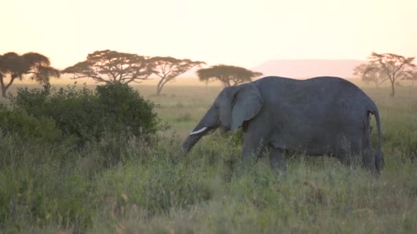 Éléphant Slowmotion, Adrican Animal Eating Grass in Natural Habitat After Sunset — Video