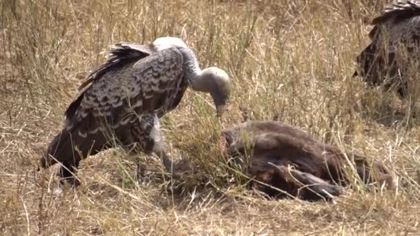 African Vulture Eating Meat From Dead Animal in Savanna, Slow Motion 120fps — Stock Video