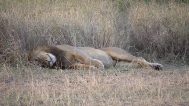 Lejonet sover i Savanna i nationalparken i Tanzania Afrika — Stockvideo
