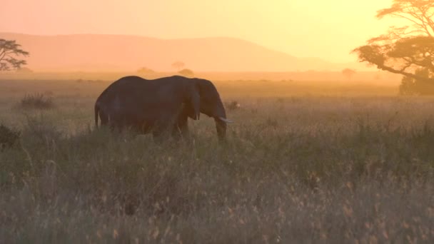 Słoń afrykański, Tanzański Park Narodowy. Zachód słońca w tle — Wideo stockowe