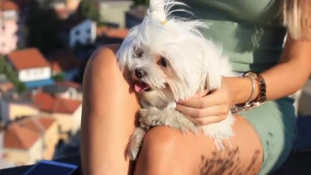 Мини мальтийский щенок собаки в Lap молодой женщины в солнечный день, крупным планом — стоковое видео