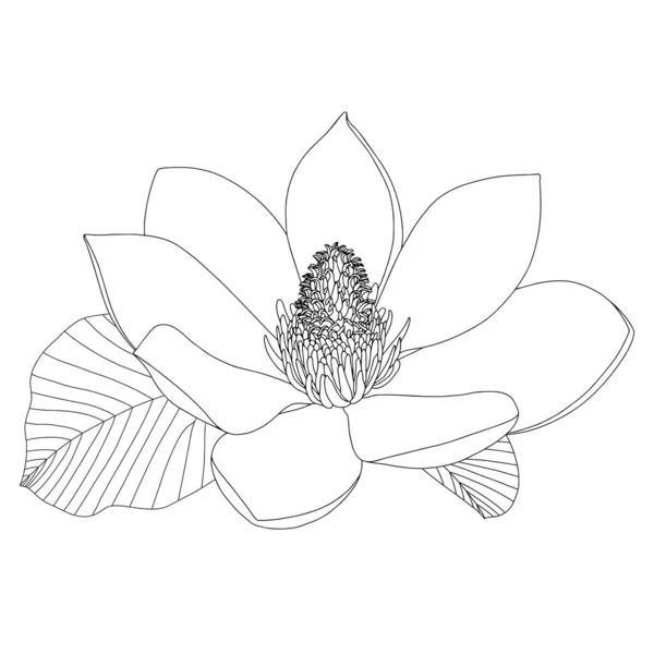 Croquis de fleurs de Magnolia sur fond blanc. Botanique florale. Illustration botanique dessinée à la main en noir et blanc. L'art linéaire. Grand élément vectoriel de contour floral . — Image vectorielle