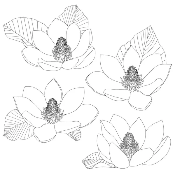 Croquis de fleurs de Magnolia isolé sur fond blanc. Botanique florale. Illustration botanique dessinée à la main en noir et blanc. L'art linéaire. Grandes lignes florales éléments vectoriels . — Image vectorielle