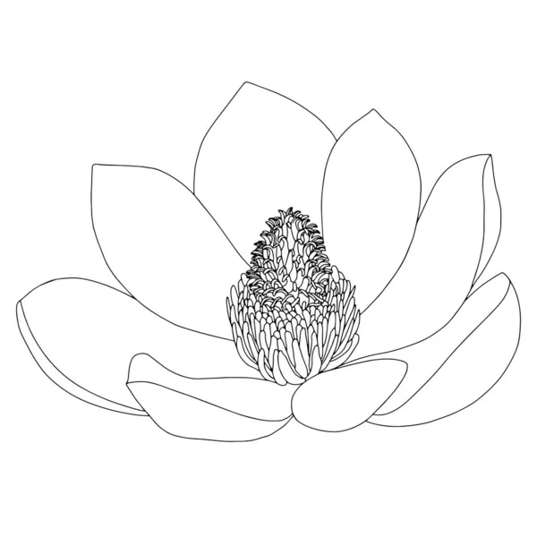 Croquis de fleurs de Magnolia sur fond blanc. Botanique florale. Illustration botanique dessinée à la main en noir et blanc. L'art linéaire. Grand élément vectoriel de contour floral . — Image vectorielle