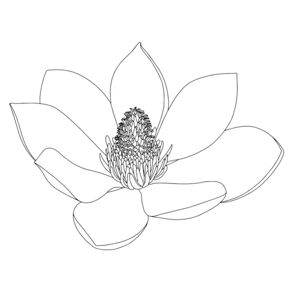Эскиз цветка магнолии на белом фоне. Цветочная ботаника. Ручная рисованная ботаническая иллюстрация в черно-белом. Линейное искусство. Большой цветочный векторный элемент . — стоковый вектор