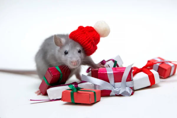 Gray mouse on a white background in a New Year\'s location. Mouse in a Christmas hat. Around a lot of gifts