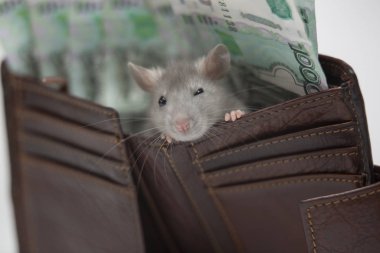 Şirin gri fare para dolu bir çantada oturuyor. Yakın plan.