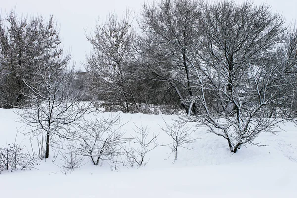 Köyde kış. Kırsal yolun kenarındaki kış ormanı. — Stok fotoğraf