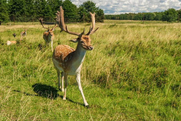 Stock image Male deer grazing in field