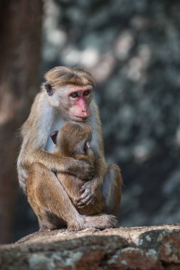 Sri Lanka: maymun ve onun bebek