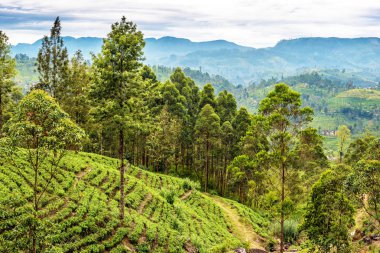 Sri Lanka: çay alanları