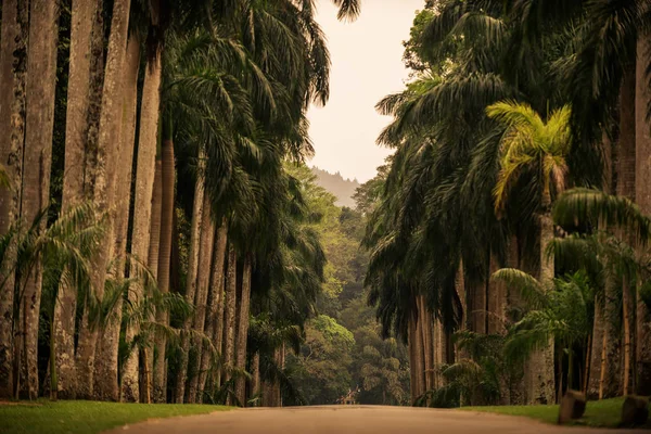 Sri Lanka : ruelle des palmiers dans les jardins botaniques royaux, Kandy — Photo